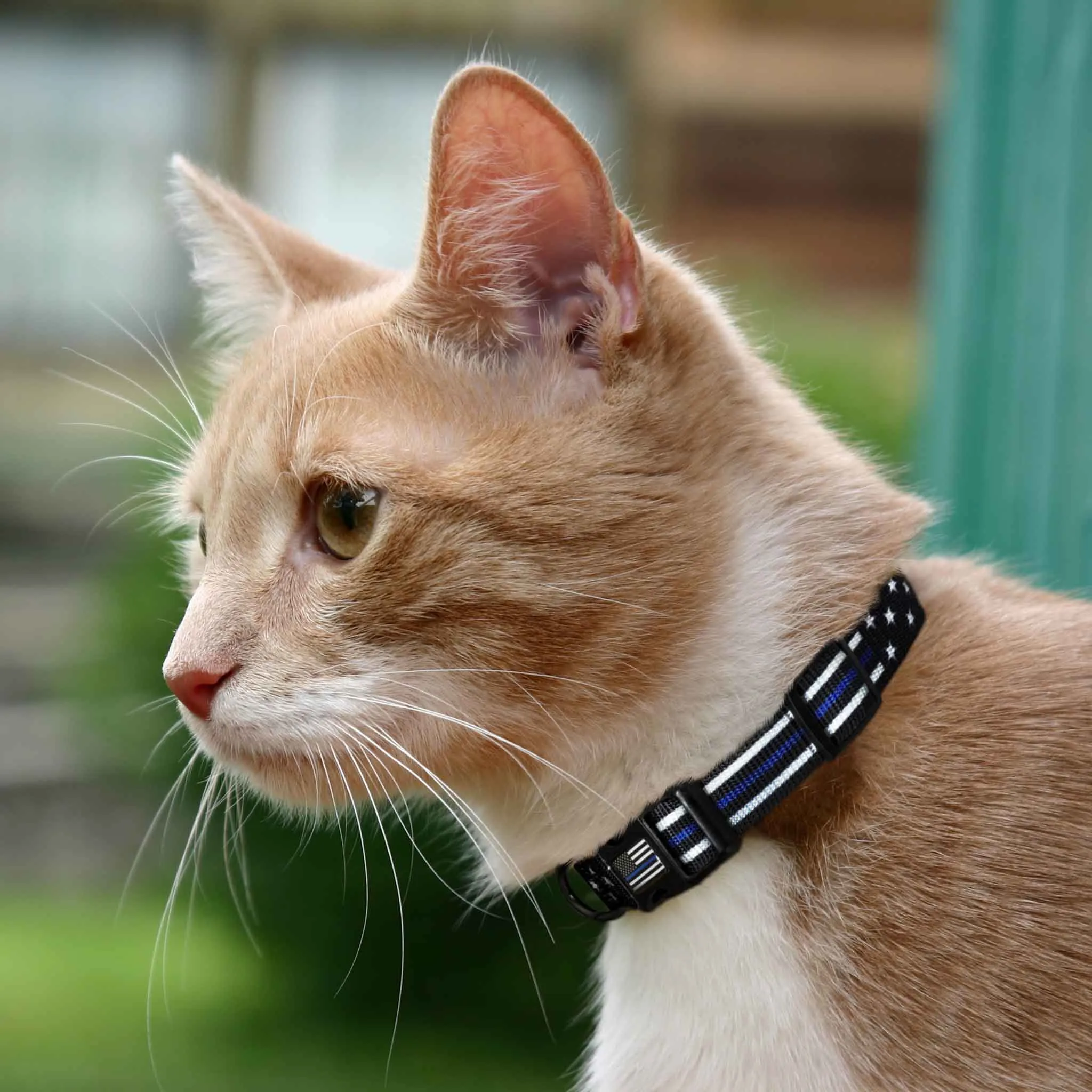 Chihuahua Dog/Cat Collar - Thin Blue Line