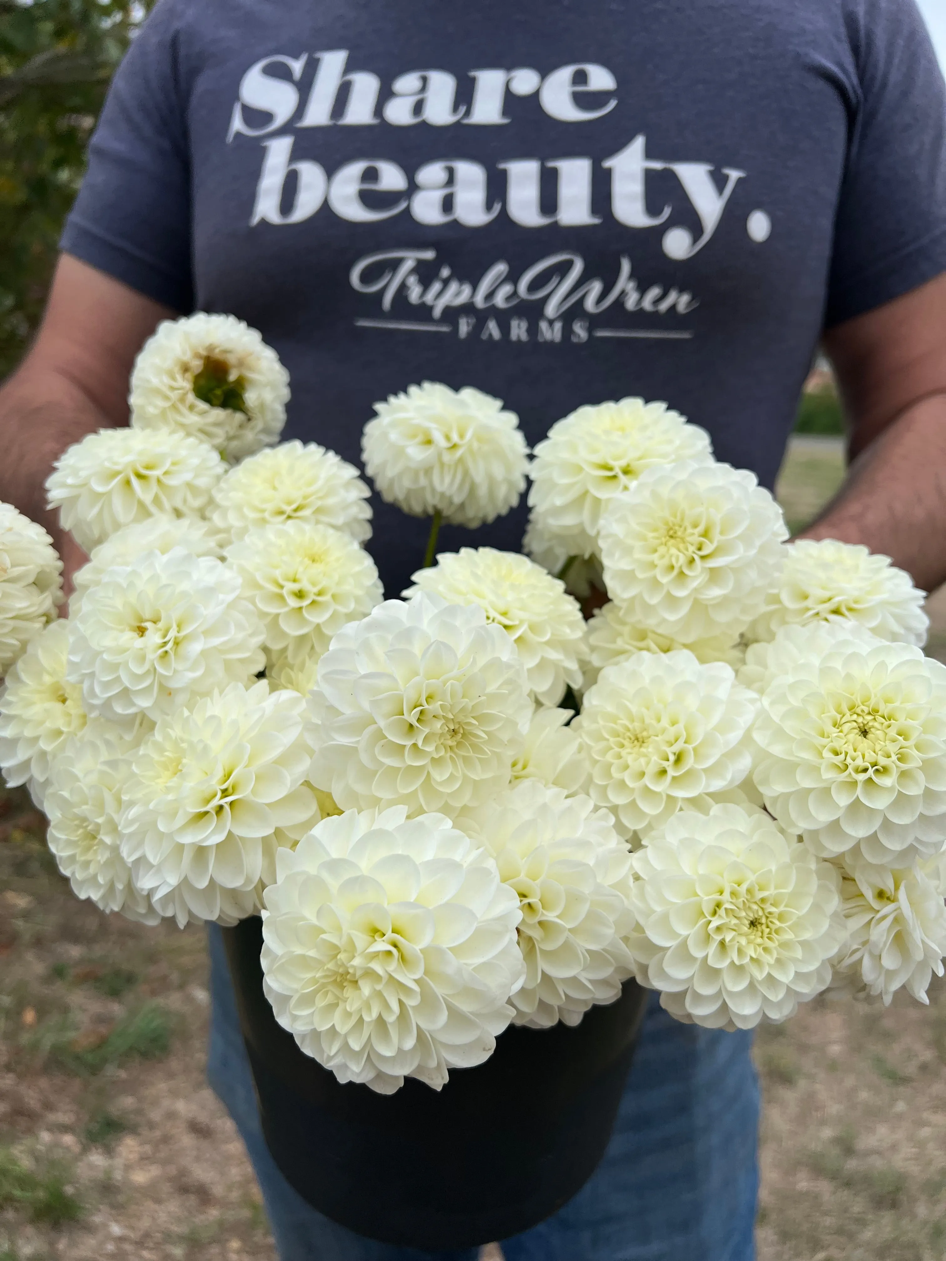 White Aster Dahlia Tuber