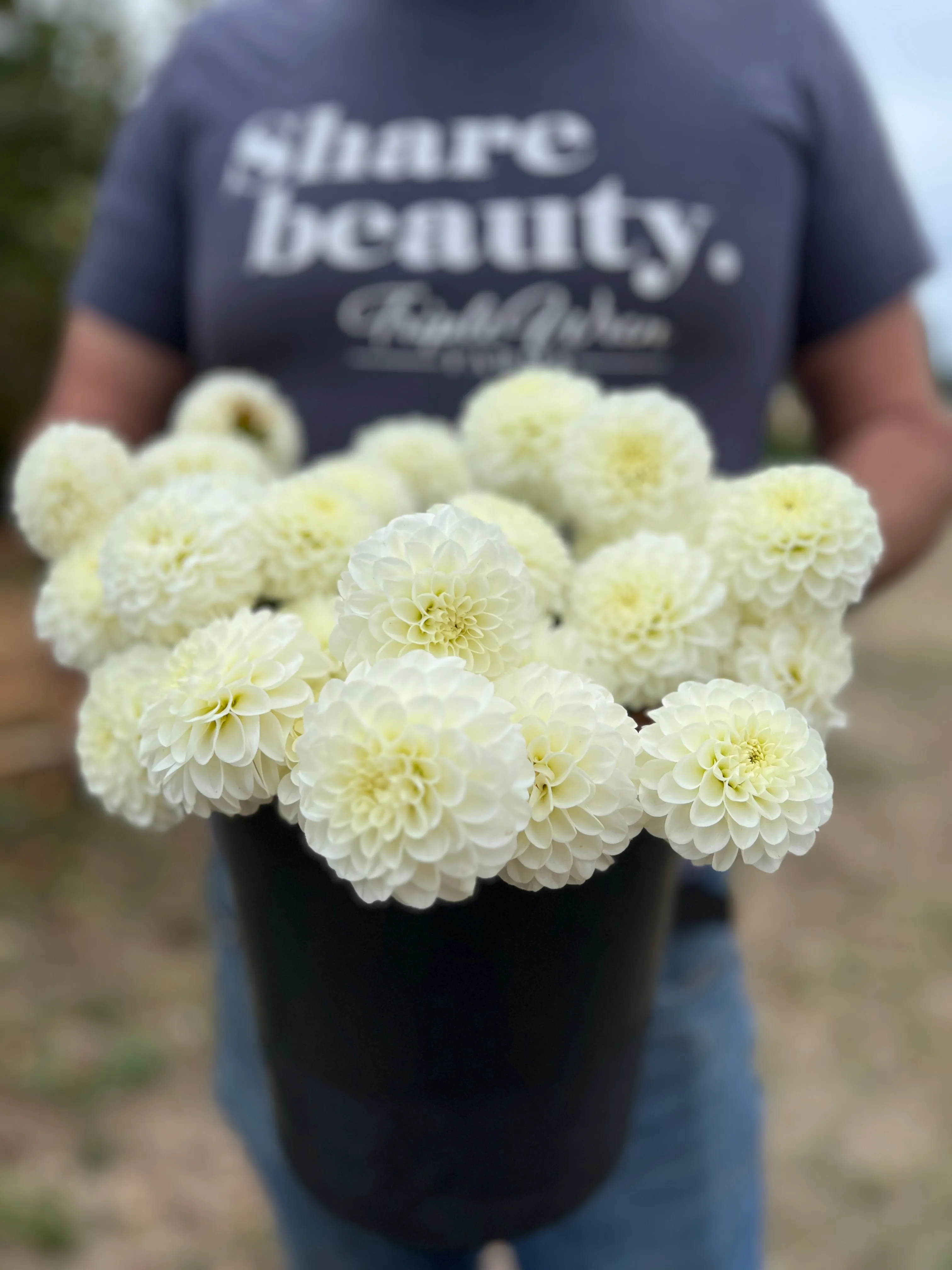 White Aster Dahlia Tuber