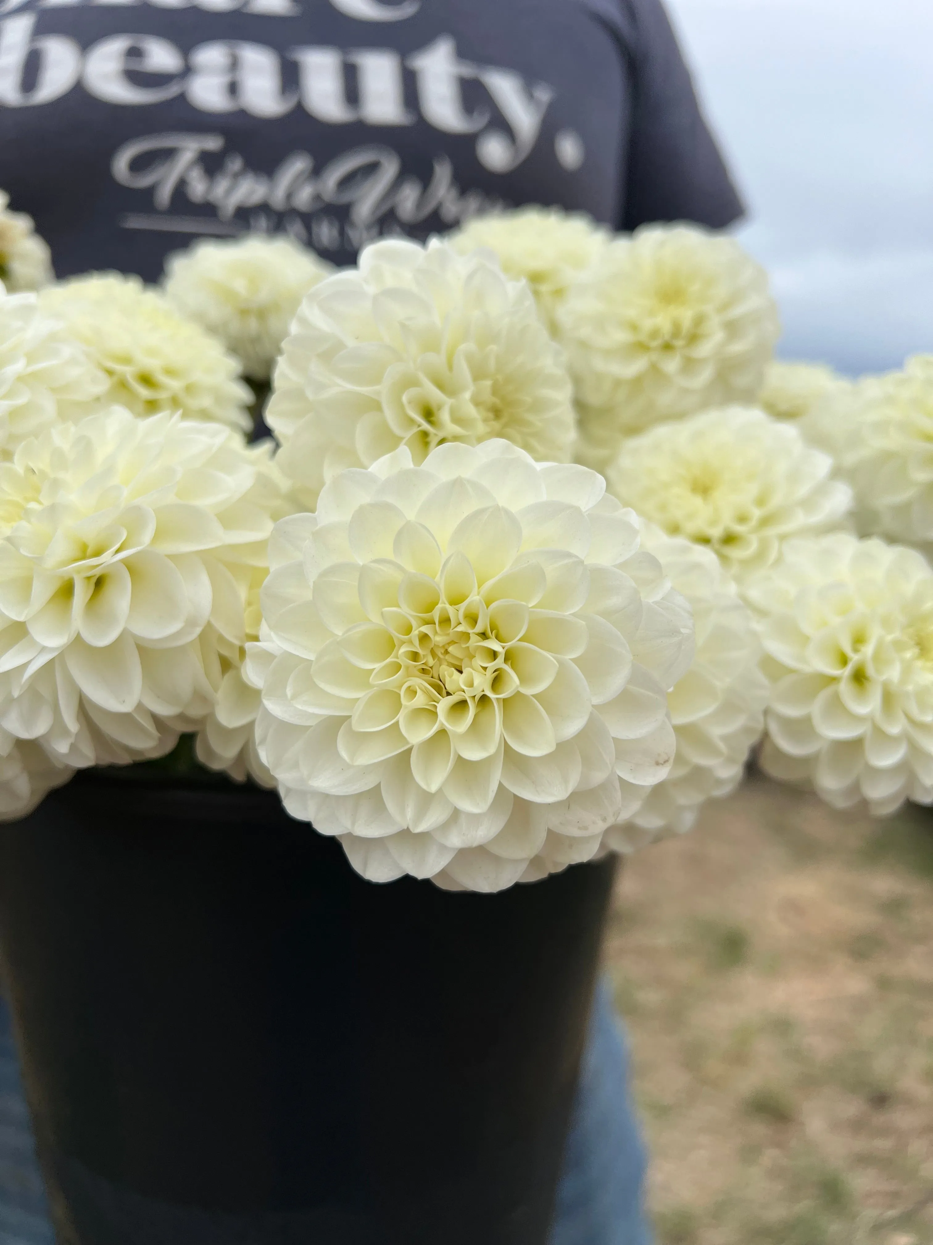 White Aster Dahlia Tuber