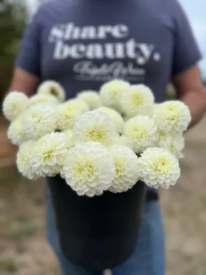 White Aster Dahlia Tuber